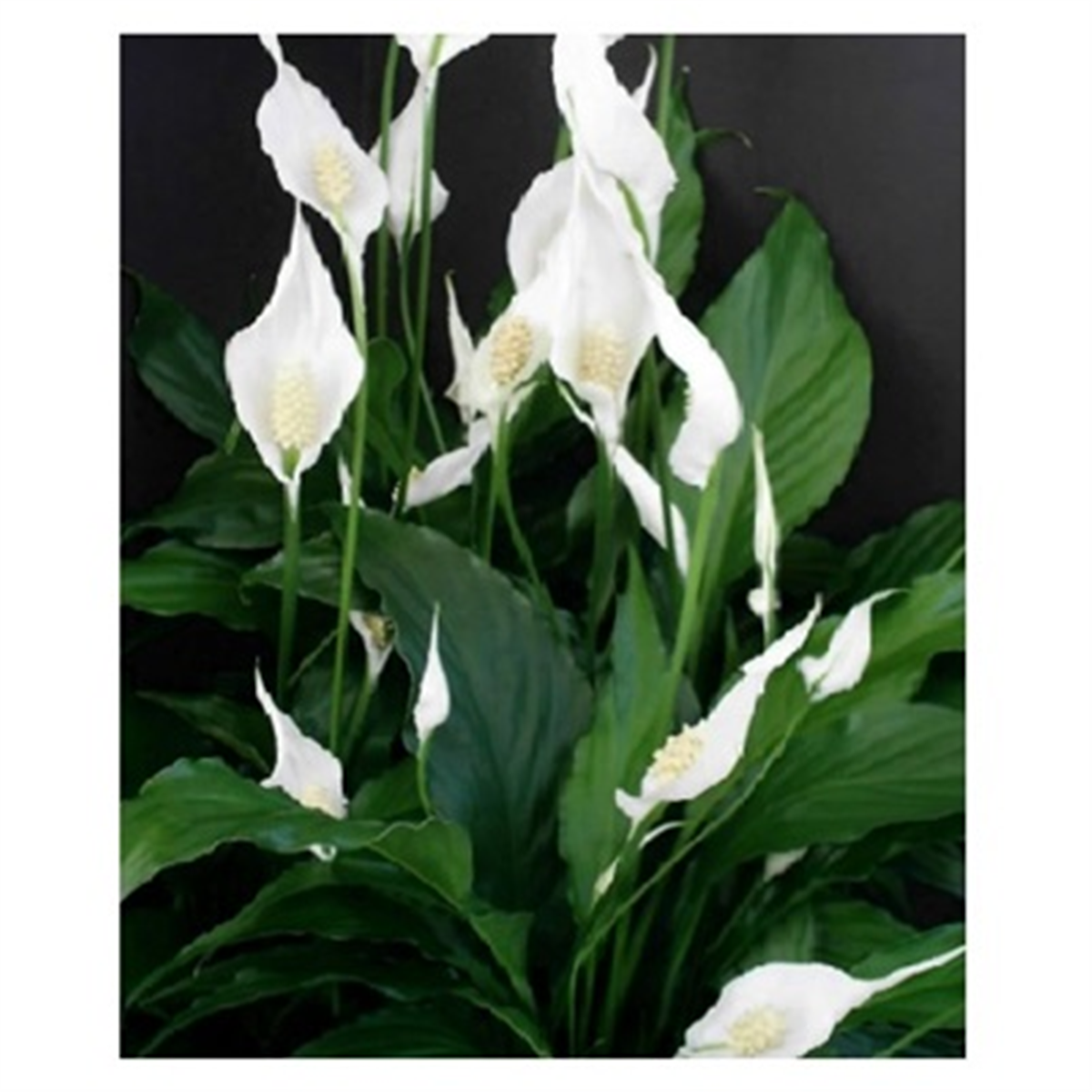 madonna peace lily MADONNA LILLY 200MM – Wamuran Produce & Hardware