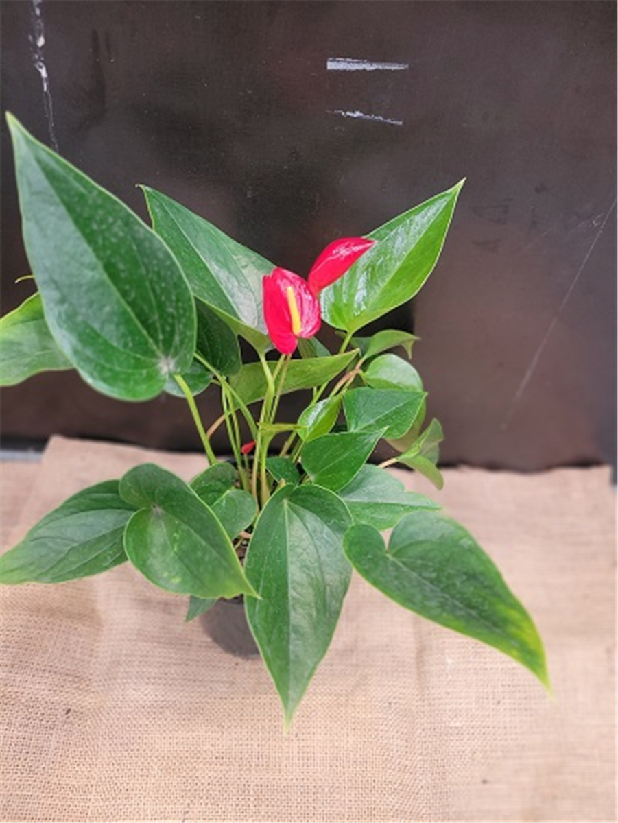 anthurium assorted ANTHURIUM ASSORTED 140MM – Wamuran Produce & Hardware