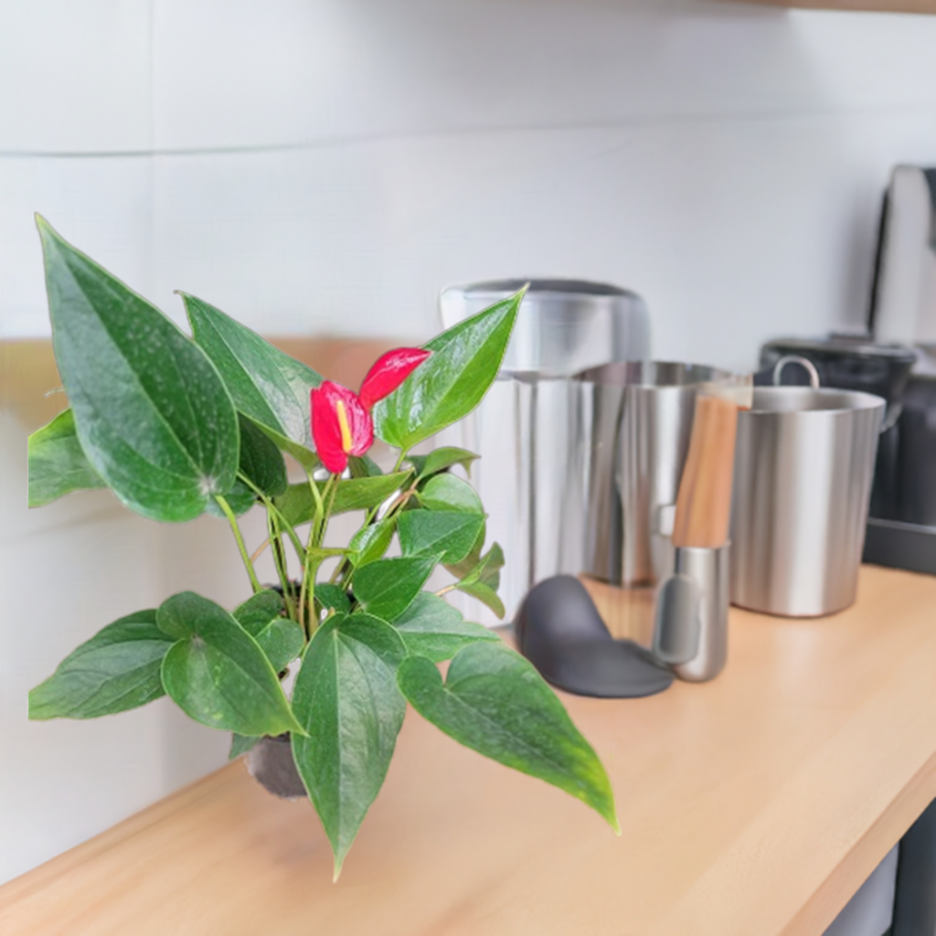 ANTHURIUM ASSORTED 140MM