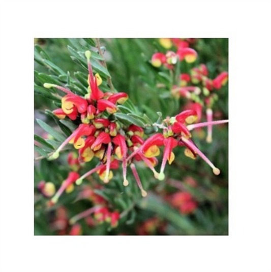 NATIVES GREVILLEA VARIOUS 140MM POTS