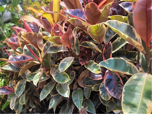 FICUS RUBY 250MM