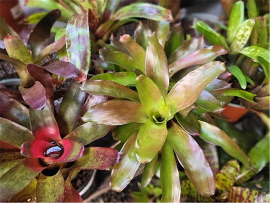 BROMELIAD ASSORTED  MEDIUM