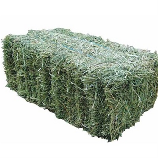 HAY BALE  LUCERNE